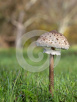 Parasol Mushroom, Macrolepiota procera, growing in field.