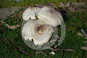 Parasol mushroom macrolepiota procera grows
