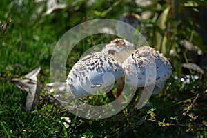 Parasol mushroom macrolepiota procera grows