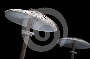 Parasol mushroom Macrolepiota procera, healthy wild fungus, Braga, Minho.