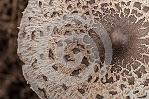 Parasol mushroom Macrolepiota procera, healthy wild fungus, Braga, Minho.