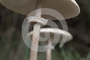 Parasol mushroom Macrolepiota procera, healthy wild fungus, Braga, Minho.