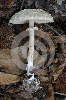 A complete view of the Parasol mushroom. photo