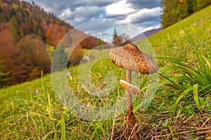 The parasol mushroom Macrolepiota procera latin name in front