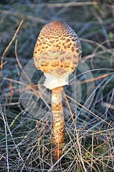 Parasol mushroom Macrolepiota procera