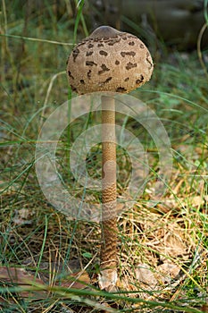 Parasol mushroom Macrolepiota procera or Lepiota procera