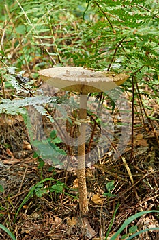 Parasol mushroom Macrolepiota procera or Lepiota procera