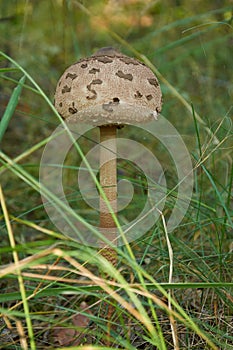 Parasol mushroom Macrolepiota procera or Lepiota procera