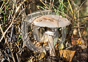 Parasol mushroom (Macrolepiota procera or Lepiota procera)