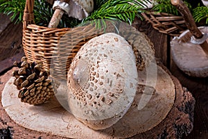 Parasol mushroom Macrolepiota procera or Lepiota procera