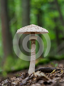 The parasol mushroom Macrolepiota procera or Lepiota procera is a basidiomycete fungus