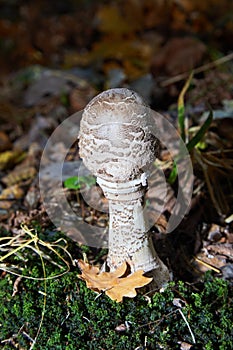 The parasol mushroom Macrolepiota procera, Lepiota procera - edible mushroom