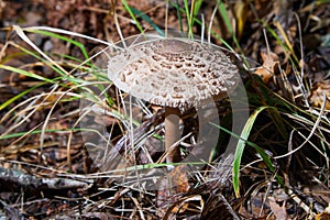 The parasol mushroom Macrolepiota procera, Lepiota procera - edible mushroom