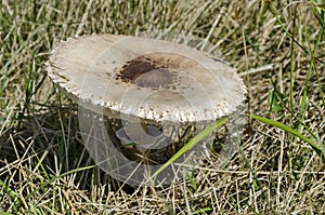 The parasol mushroom, Macrolepiota procera or Lepiota procera growing in the field