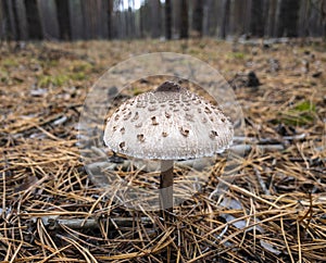 Parasol mushroom or Macrolepiota procera or Lepiota procera growing in forest