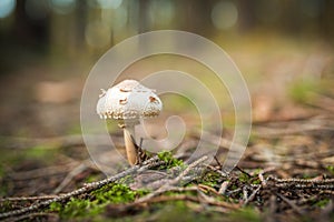 The parasol mushroom Macrolepiota procera or Lepiota procera growing in the forest.
