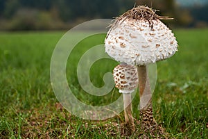 The parasol mushroom Macrolepiota procera or Lepiota procera growing in the forest