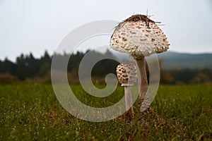 The parasol mushroom Macrolepiota procera or Lepiota procera growing in the forest