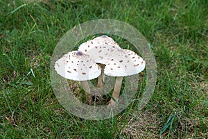 The parasol mushroom Macrolepiota procera or Lepiota procera growing in the forest