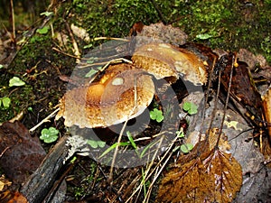 The parasol mushroom Macrolepiota procera or Lepiota procera growing in the forest.