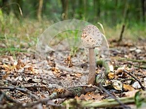 The parasol mushroom Macrolepiota procera, Lepiota procera growing in the wood