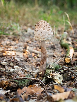 The parasol mushroom Macrolepiota procera, Lepiota procera growing in the wood