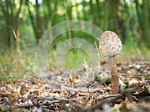 The parasol mushroom Macrolepiota procera, Lepiota procera growing in the wood