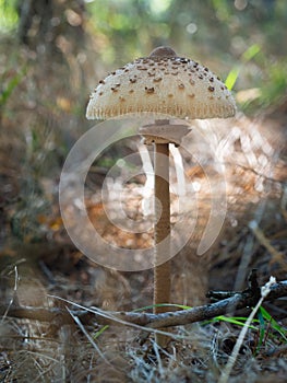 The parasol mushroom Macrolepiota procera, Lepiota procera growing in the wood