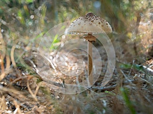 The parasol mushroom Macrolepiota procera, Lepiota procera growing in the wood