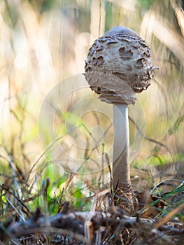 The parasol mushroom Macrolepiota procera, Lepiota procera growing in the wood