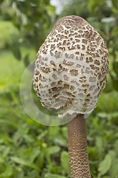 Parasol mushroom Macrolepiota procera or Lepiota procerawith cap not yet fully unfolded hat. July