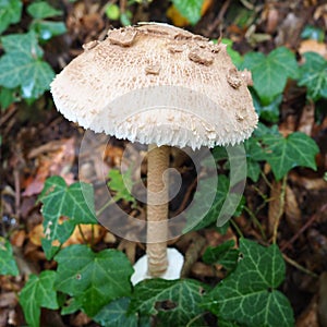 Parasol mushroom Macrolepiota procera is a species of mushrooms of the champignon family. Fruit bodies are cap-shaped