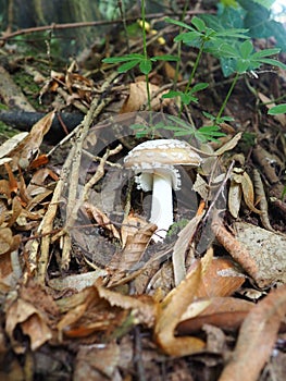 Parasol mushroom Macrolepiota procera is a species of mushrooms of the champignon family. Fruit bodies are cap-shaped