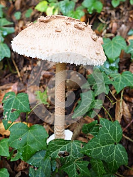 Parasol mushroom Macrolepiota procera is a species of mushrooms of the champignon family. Fruit bodies are cap-shaped, central. photo