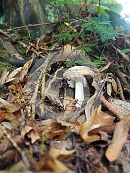 Parasol mushroom Macrolepiota procera is a species of mushrooms of the champignon family. Fruit bodies are cap-shaped photo