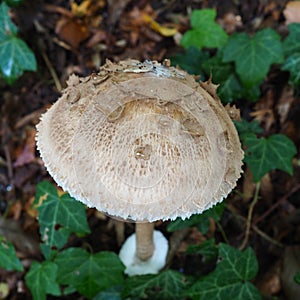 Parasol mushroom Macrolepiota procera is a species of mushrooms of the champignon family. Fruit bodies are cap-shaped photo