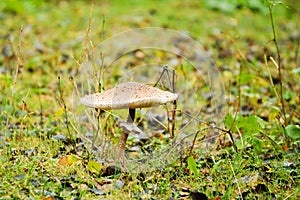 Parasol mushroom