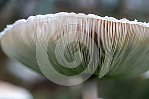 Parasol Mushroom Macrolepiota procera View From Below