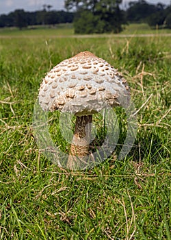 Parasol Mushroom - Macrolepiota procera, Worcestershire, England.