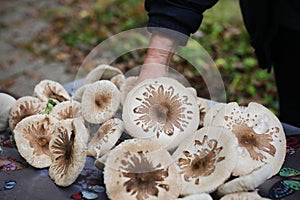 Parasol mushroom picking fungi in the forest, edible plant food
