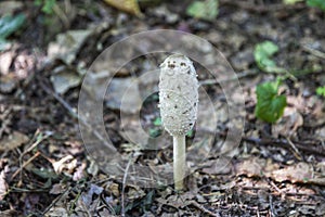 Parasol mushroom in Poleski National Park