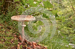 Parasol mushroom on a slope