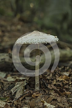 Parasol mushroom in Slovakia forest