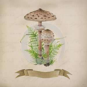 Parasol mushroom vintage style illustration. Watercolor painted botany illustration. Hand drawn macrolepiota procera