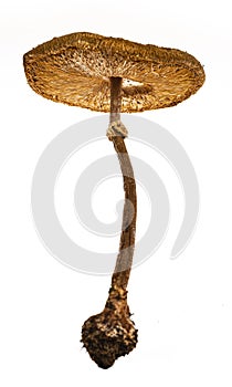 The parasol mushroom on a white background Macrolepiota procera, Lepiota procera