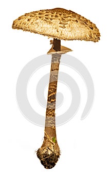 The parasol mushroom on a white background Macrolepiota procera, Lepiota procera