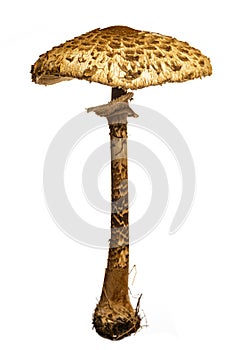 The parasol mushroom on a white background Macrolepiota procera, Lepiota procera