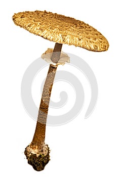 The parasol mushroom on a white background Macrolepiota procera, Lepiota procera