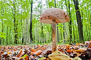 Parasol mushroom. Wonderful edible mushroom Macrolepiota procera or Lepiota protsera