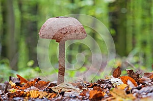 Parasol mushroom. Wonderful edible mushroom Macrolepiota procera or Lepiota protsera.